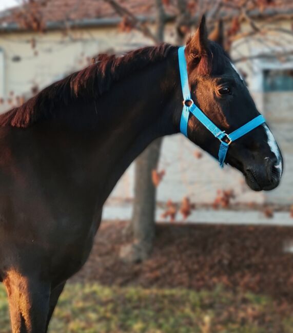 Neues Zuhause, Nagy Horses , Pferd kaufen, Mezőberény 