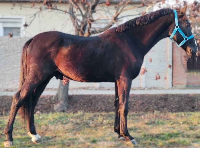 Neues Zuhause, Nagy Horses , Pferd kaufen, Mezőberény , Abbildung 2