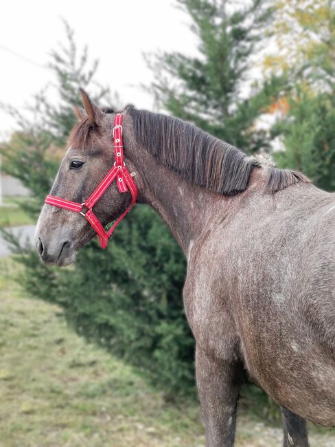 Neues Zuhause, Nagy Horses , Pferd kaufen, Mezőberény , Abbildung 2