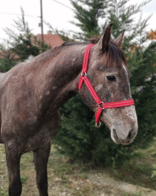 Neues Zuhause, Nagy Horses , Pferd kaufen, Mezőberény , Abbildung 3