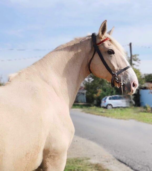 Neues Zuhause, Nagy Horses , Pferd kaufen, Mezőberény , Abbildung 2