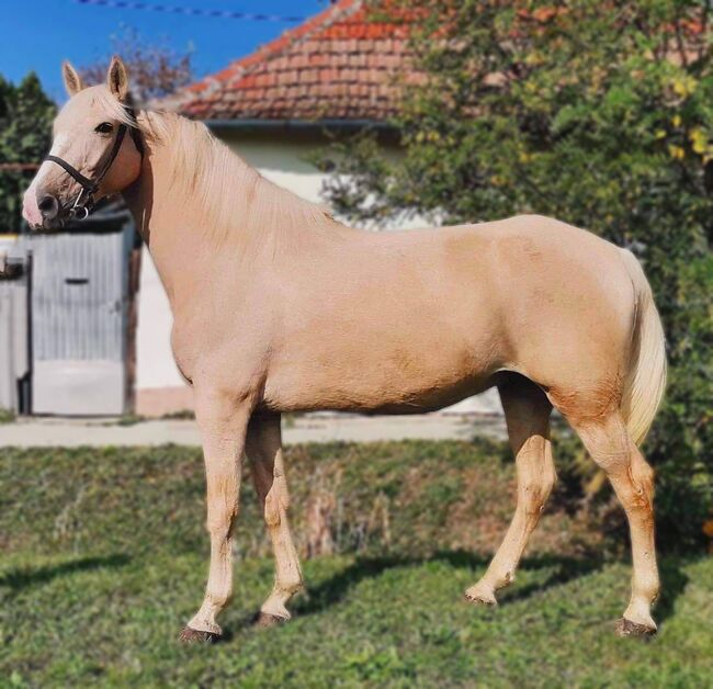 Neues Zuhause, Nagy Horses , Pferd kaufen, Mezőberény 