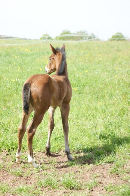 Neugieriges, gut gebautes Quarter Horse Stutfohlen, Kerstin Rehbehn (Pferdemarketing Ost), Pferd kaufen, Nienburg, Abbildung 3