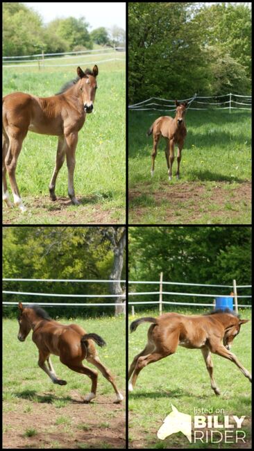 Neugieriges, gut gebautes Quarter Horse Stutfohlen, Kerstin Rehbehn (Pferdemarketing Ost), Pferd kaufen, Nienburg, Abbildung 6
