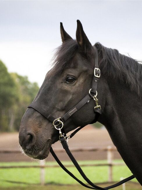 Neues Busse Halfter Riding/Trainingshalfter VB Braun Reithalfter mit Zügel NEU, Busse, Anne, Bitless Bridles, Wahrenholz, Image 9