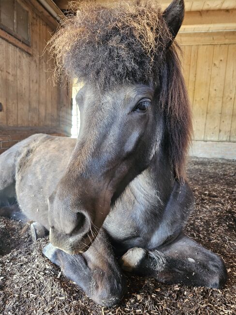 Neues Traumzuhause für Isländerstute gesucht (8-jährig), Pauline, Horses For Sale, Uettligen, Image 3