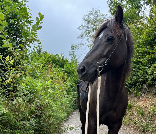 Neue Familie für Islandstute mit Spassfaktor gesucht, Hattenberger, Horses For Sale, Tschemernitzen, Image 5