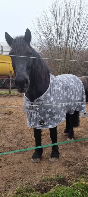 Neue HKM Abschwitzdecke Stars, grau, HKM, Becky, Horse Blankets, Sheets & Coolers, Erkrath