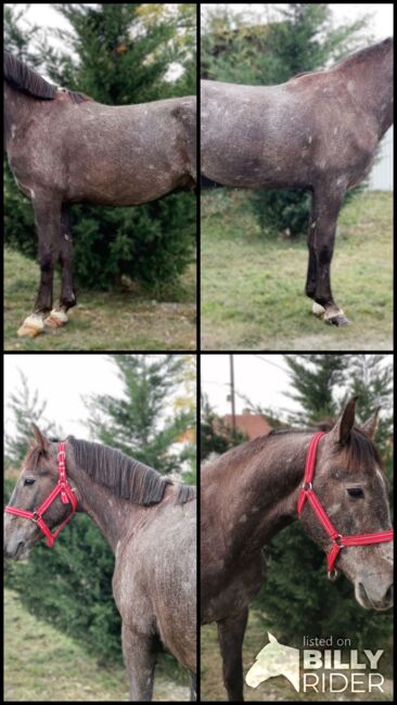 Neues Zuhause, Nagy Horses , Horses For Sale, Mezőberény , Image 5