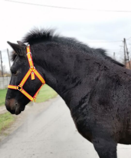 Neues zu Hause, Nagy Horses , Horses For Sale, Mezőberény , Image 3