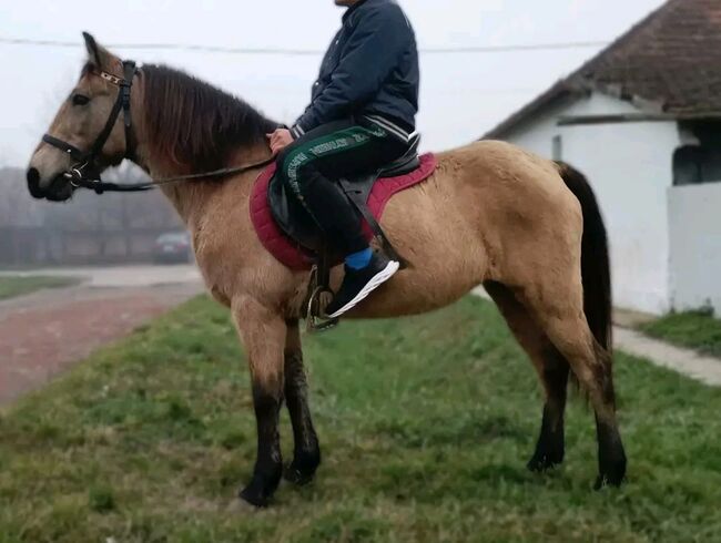 Neues zu Hause, Nagy Horses , Horses For Sale, Mezőberény , Image 6