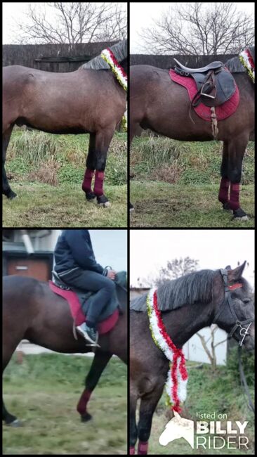 Neues zu Hause, Nagy Horses , Horses For Sale, Mezőberény , Image 6