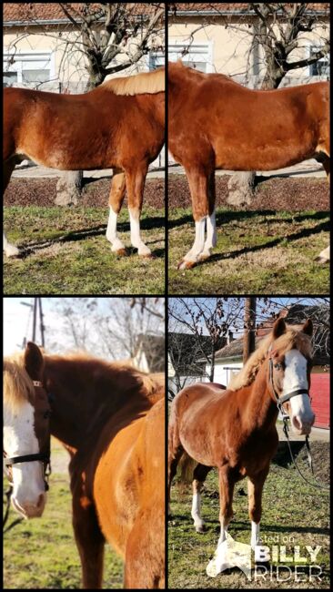 Neues zu Hause, Nagy Horses , Horses For Sale, Mezőberény , Image 5