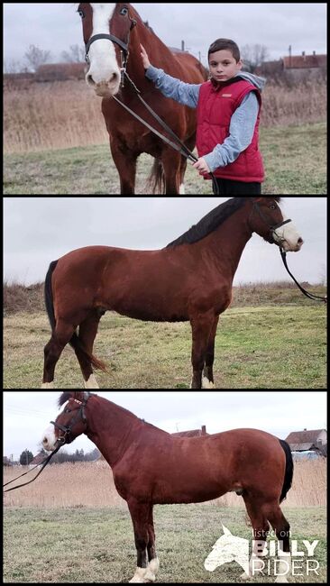 Neues zu Hause, Nagy Horses , Horses For Sale, Mezőberény , Image 4