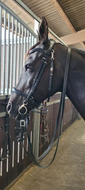 neue Trense Schwarz in Full/WB Markte QHP, QHP, Julia , Bridles & Headstalls, Potsdam
