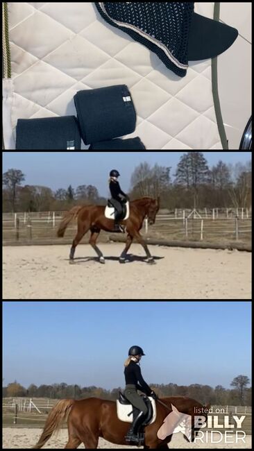 Neues Turnier Set, Eskadrom, Patricia Schneider , Dressage Pads, Höfles, Image 4