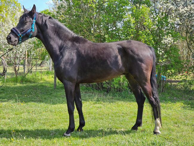 Next Level-Sohn KWPN Hengst, Jozsef, Horses For Sale, Békés