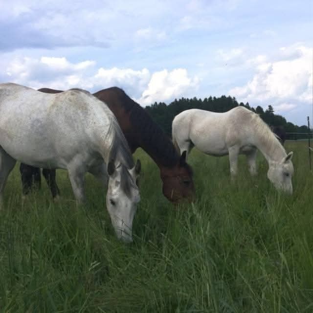 Schöner Offenstallplatz in kleiner Herde in Holzkirchen, Andrea, Horse Stables, Otterfing