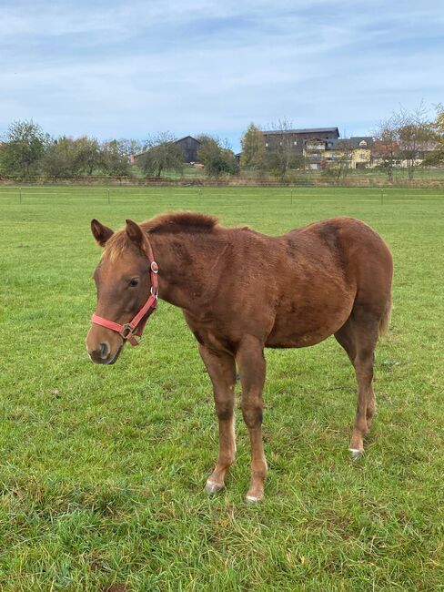 Niedliche, kräftige Paint Horse Stute, Kerstin Rehbehn (Pferdemarketing Ost), Pferd kaufen, Nienburg