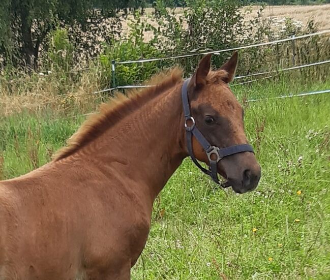 Niedliche, kräftige Paint Horse Stute, Kerstin Rehbehn (Pferdemarketing Ost), Pferd kaufen, Nienburg, Abbildung 3