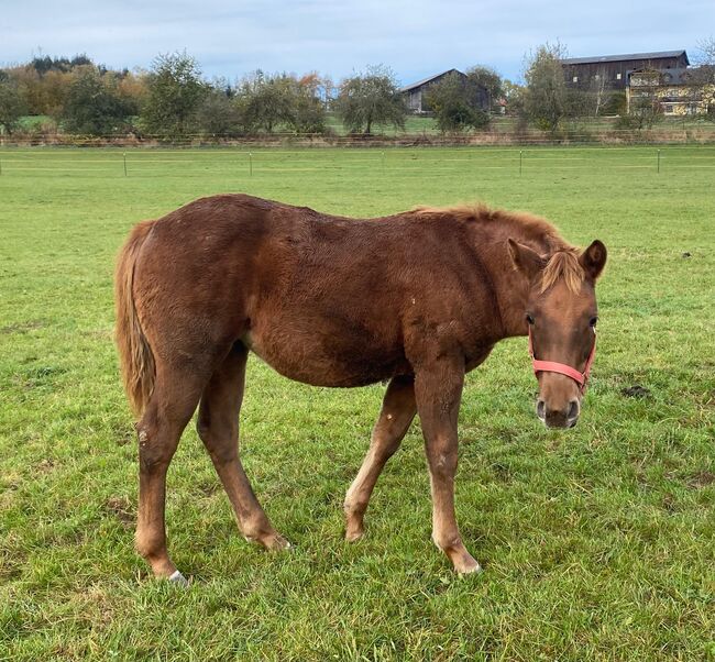 Niedliche, kräftige Paint Horse Stute, Kerstin Rehbehn (Pferdemarketing Ost), Pferd kaufen, Nienburg, Abbildung 4