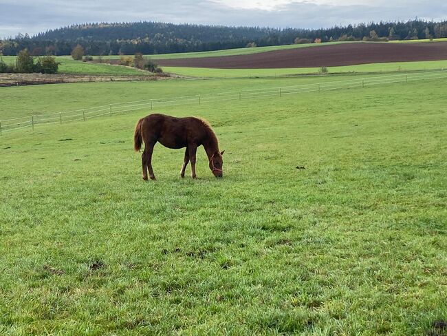 Niedliche, kräftige Paint Horse Stute, Kerstin Rehbehn (Pferdemarketing Ost), Pferd kaufen, Nienburg, Abbildung 5