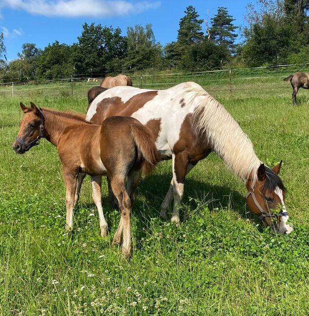 Niedliche, kräftige Paint Horse Stute, Kerstin Rehbehn (Pferdemarketing Ost), Pferd kaufen, Nienburg, Abbildung 8