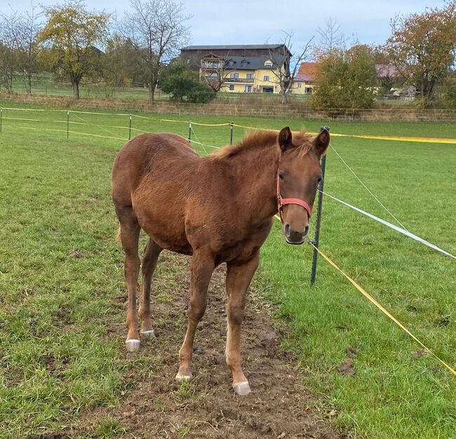 Niedliche, kräftige Paint Horse Stute, Kerstin Rehbehn (Pferdemarketing Ost), Pferd kaufen, Nienburg, Abbildung 9