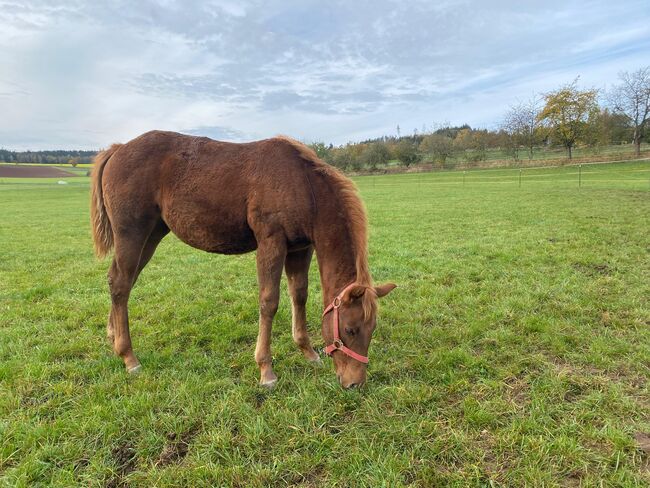 Niedliche, kräftige Paint Horse Stute, Kerstin Rehbehn (Pferdemarketing Ost), Pferd kaufen, Nienburg, Abbildung 11