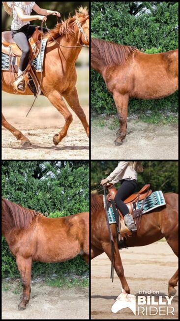 niedlicher, kompakter Quarter Horse Wallach mit Cow Sense, Kerstin Rehbehn (Pferdemarketing Ost), Pferd kaufen, Nienburg, Abbildung 11