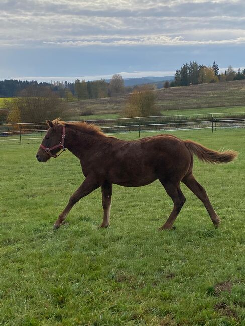 Niedliches, kräftiges Paint Horse Stutfohlen, Kerstin Rehbehn (Pferdemarketing Ost), Pferd kaufen, Nienburg, Abbildung 8