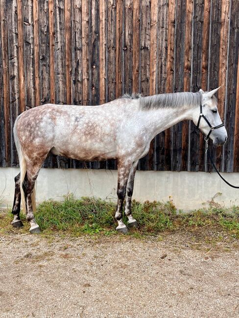 Deutsches Reitpony-Schimmelwallach-Allrounder, Eva Reinhardt, Konie na sprzedaż, Leinburg, Image 2