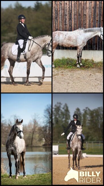 Deutsches Reitpony-Schimmelwallach-Allrounder, Eva Reinhardt, Konie na sprzedaż, Leinburg, Image 6