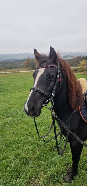 Deutsches Reitpony, Ricarda Schoenberg, Konie na sprzedaż, Haibach ob der Donau, Image 2