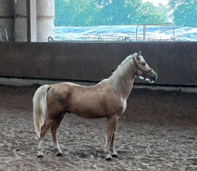 Deutsches Reitpony, Louisa Sandstede , Konie na sprzedaż, Edewecht, Image 3