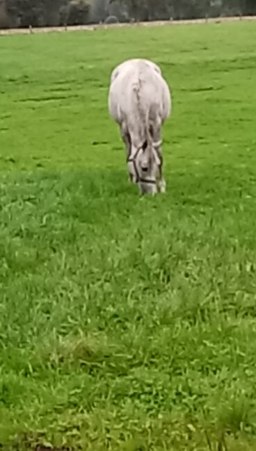 Deutsches Reitpony, Hanneliese Claus , Konie na sprzedaż, Westerstede , Image 4