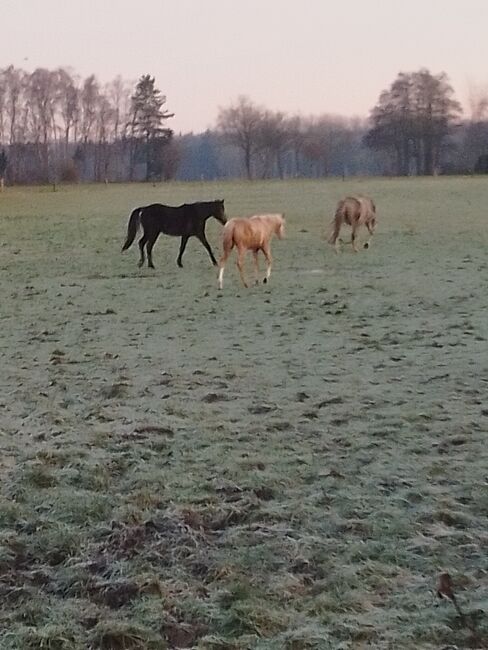 Deutsches Reitpony, Hanneliese Claus , Konie na sprzedaż, Westerstede 