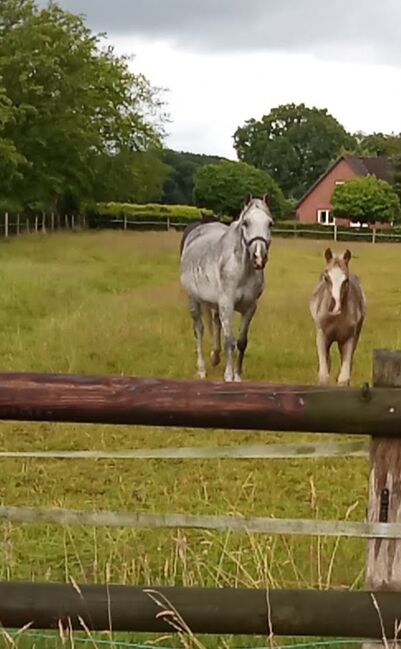 Deutsches Reitpony, Hanneliese Claus , Konie na sprzedaż, Westerstede 