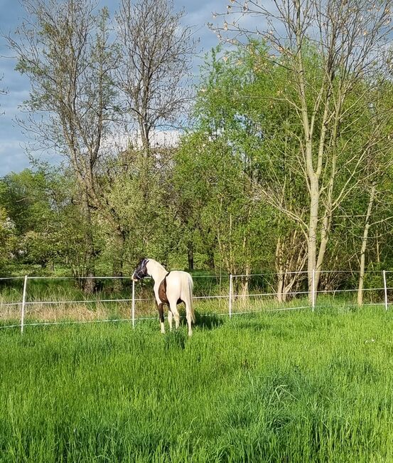 Deutsches Reitpony abzugeben, Jenny, Konie na sprzedaż, Ermsleben, Image 4