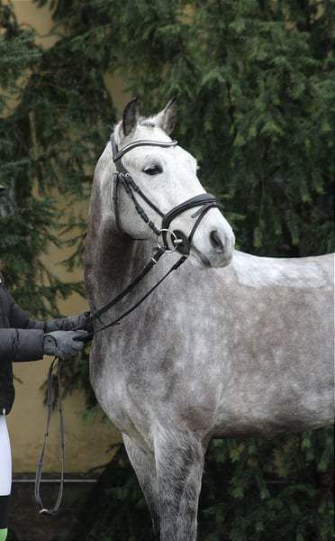 Amazing - ein echter Allrounder der in allen Sparten Spaß macht, Pferdevermittlung Leus (Pferdevermittlung Leus ), Konie na sprzedaż, Filsum