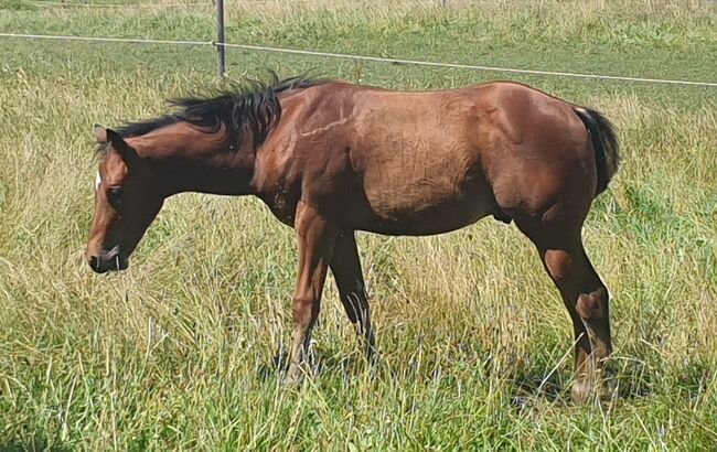 unkompliziertes, hübsches Quarter Horse Hengstfohlen, Kerstin Rehbehn (Pferdemarketing Ost), Konie na sprzedaż, Nienburg