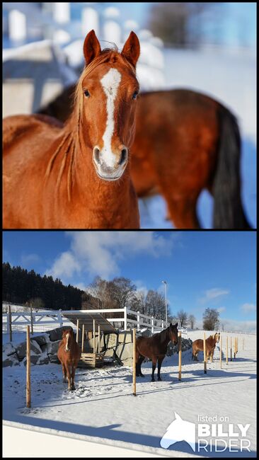 Unerschrockenes Reitpony, Verena Moser, Konie na sprzedaż, Thierberg, Image 3