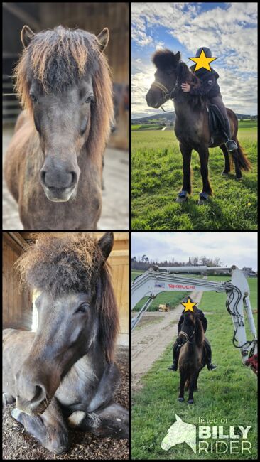 Neues Traumzuhause für Isländerstute gesucht (8-jährig), Pauline, Horses For Sale, Uettligen, Image 5