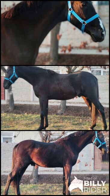 Neues Zuhause, Nagy Horses , Horses For Sale, Mezőberény , Image 4