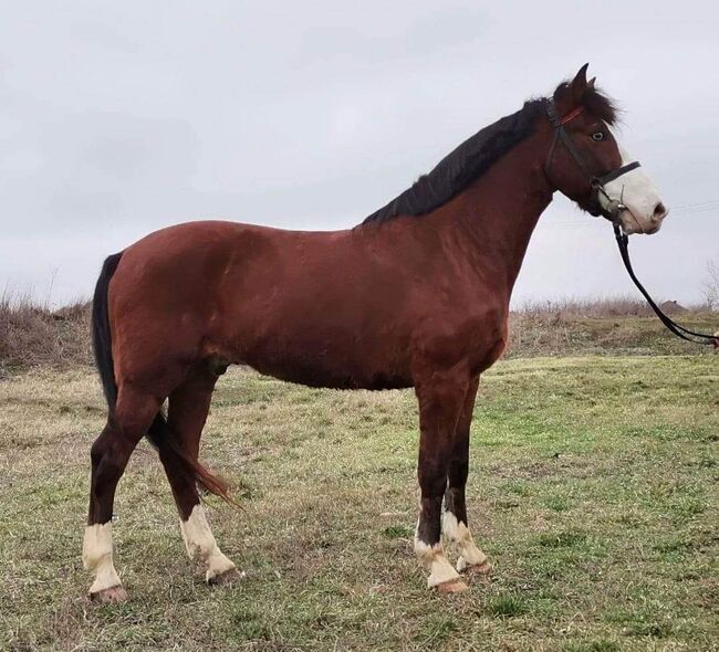 Neues zu Hause, Nagy Horses , Horses For Sale, Mezőberény , Image 2