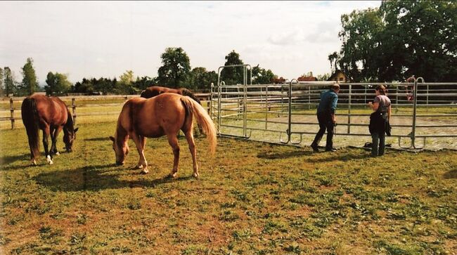 Neue Weidepanel 3,00 mtr ideal Roundpen, Pferdeboxen usw., Euro Animal Euro Animal, Uwe, Horse & Stable Mats, Taugwitz Spielberg