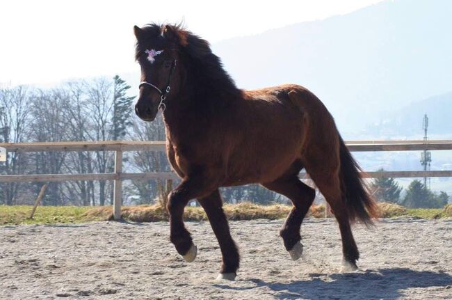 Neue Familie für Islandstute mit Spassfaktor gesucht, Hattenberger, Horses For Sale, Tschemernitzen, Image 4