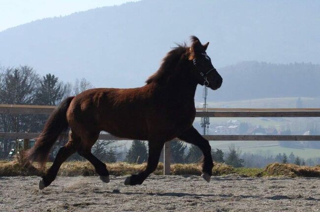 Neue Familie für Islandstute mit Spassfaktor gesucht, Hattenberger, Horses For Sale, Tschemernitzen, Image 3