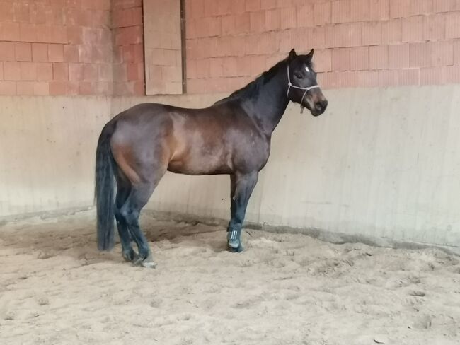 Unverbrauchter, großrahmiger Quarter Horse Wallach, Kerstin Rehbehn (Pferdemarketing Ost), Konie na sprzedaż, Nienburg, Image 4