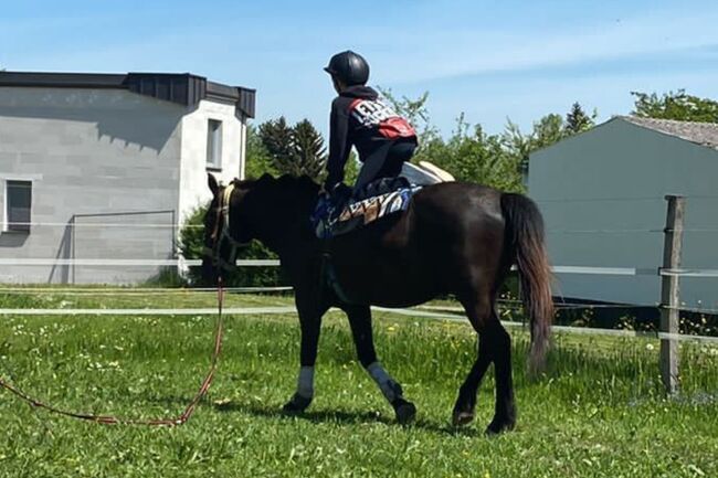 Verlasspony auch für noch nicht geübte Reiter, Tanja, Konie na sprzedaż, Waldshut-Tiengen, Image 4